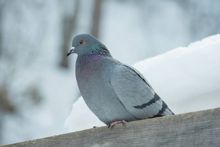 冬天, 一只美丽的鸽子坐在树枝上.照片