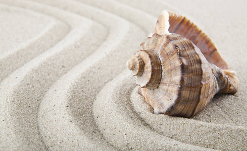 沙滩上的贝壳作为背景的放松