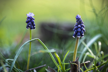 Muscari 花对模糊梦幻背景的特写