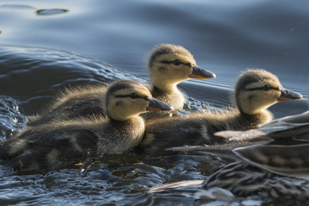 鸭与鸭子的特写在湖中游泳, 森林的湖, 安大略, 加拿大