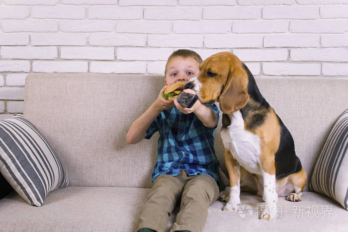 滑稽的男孩和狗猎犬吃汉堡在沙发上