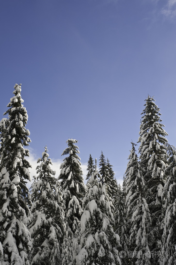 白雪皑皑的冬季森林