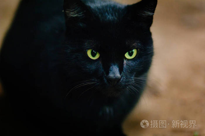 绿眼睛的黑大猫。流浪动物。雨下照片-正版商用图片04hjo4-摄图新视界
