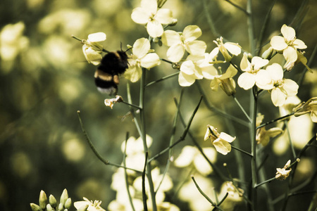 蜜蜂在油菜花上采集蜂蜜