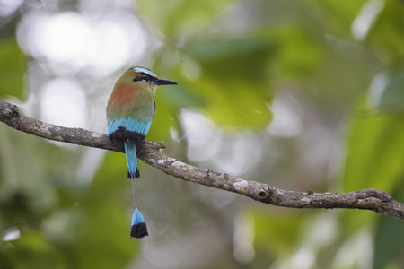 绿松石眉 MotmotEumomota superciliosa, 美丽多彩的 Motmot 从中美洲森林, 哥斯达黎加