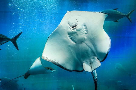 魟鱼摄影图-魟鱼图片大全-魟鱼照片-摄图新视界