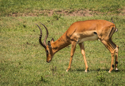 肯尼亚马赛马拉的非洲羚羊黑斑羚