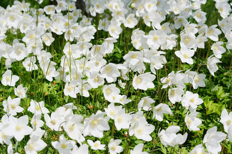 花园里盛开着铃铛的白花。春天的绿色。性质