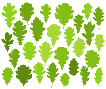 白色背景向量上的绿色橡树叶集