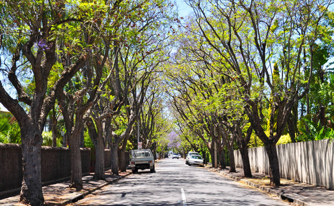 小郊区街头满是绿树。阿德莱德澳大利亚