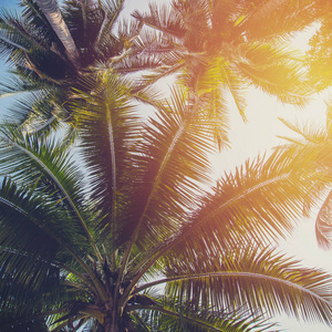 热带海岸椰树复古色调图片