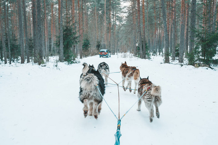 冬季森林中的狗雪橇旅行