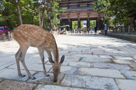在日本奈良寺的鹿