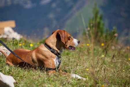 狩猎犬户外