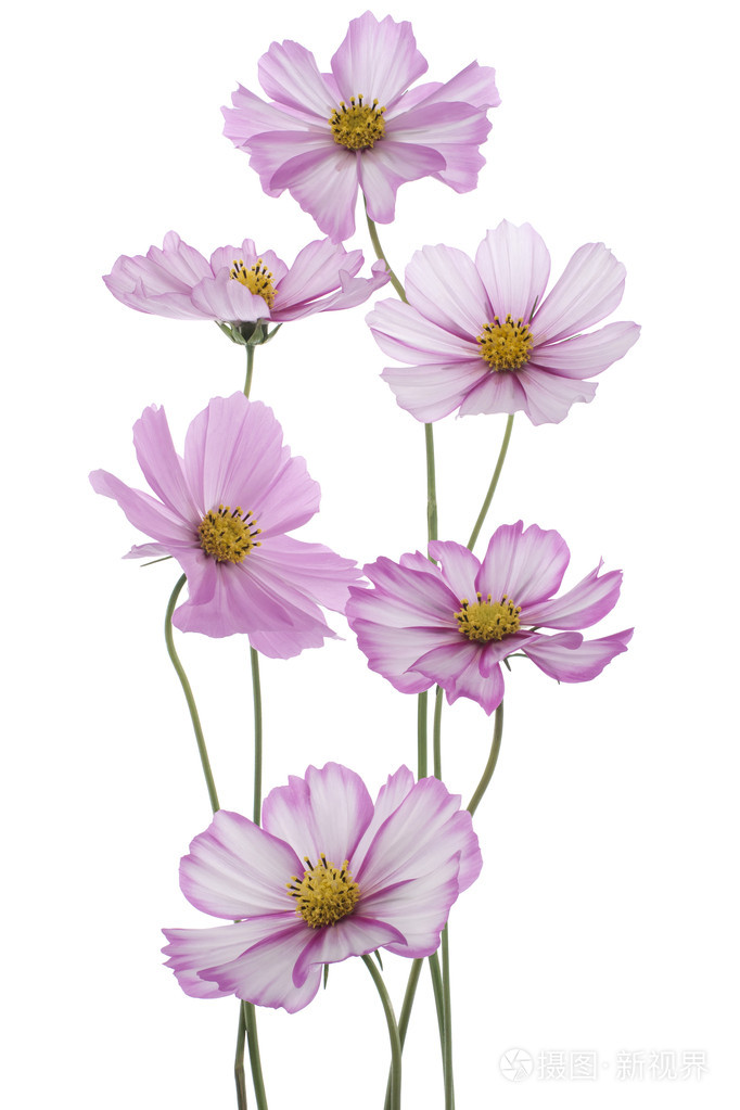 波斯菊花海照片-正版商用图片04htwt-摄图新视界