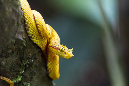 一只睫毛毒蛇 Bothriechis schlegelii 在树枝上卷曲, 等待埋伏。Tortuguero 国家公园, 哥斯