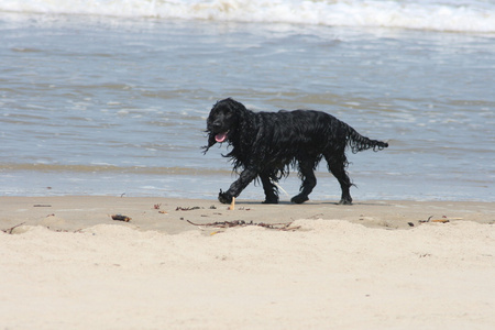 黑犬