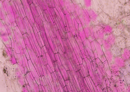 粉红色植物细胞