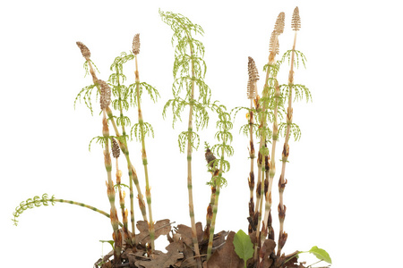 开花植物的黄精何首乌党参党参与或 dang 沈片的川芎柠檬草.