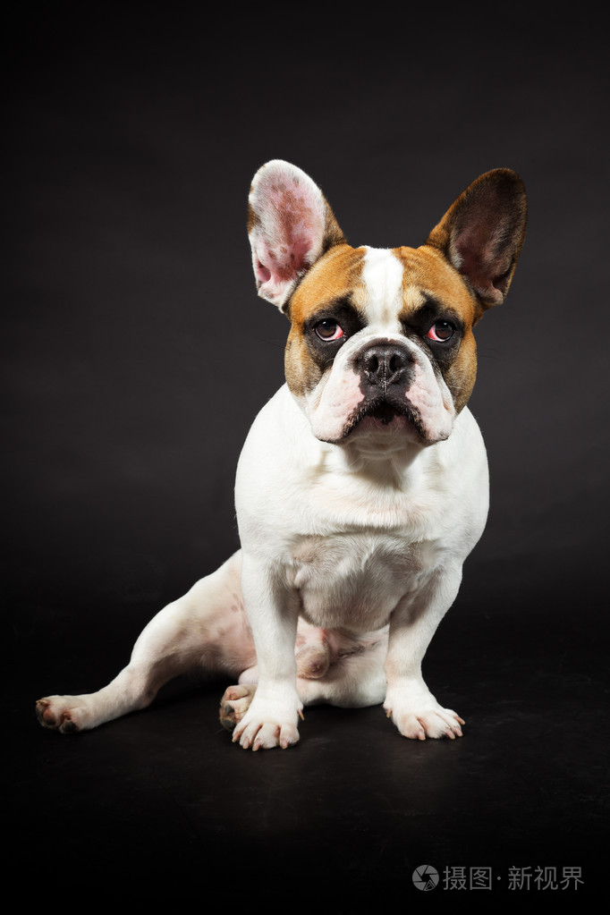 法国斗牛犬