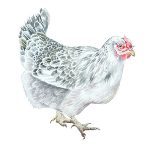 手绘母鸡水彩插图与母鸡.手绘照片
