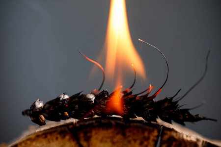 种子的燃烧图片