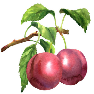 在白色的水彩李子图片