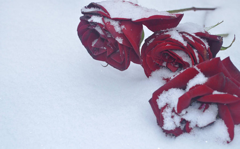 白雪上的红玫瑰/摄影与躺在雪地上的红玫瑰的场景照片