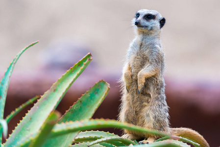 猫鼬 Suricata suricatta 的肖像, 非洲本土动物, 属于猫鼬家族的小食肉动物