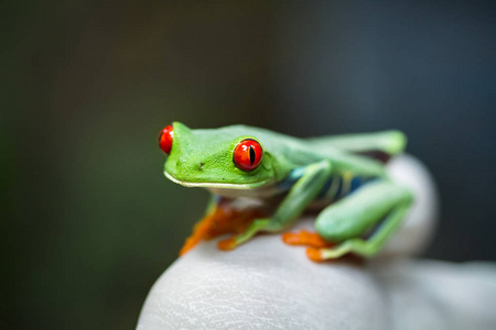 一只红眼睛的 treefrog Agalychnis callidryas 坐在一位科学家戴手套的手上, 在哥斯达黎加 To