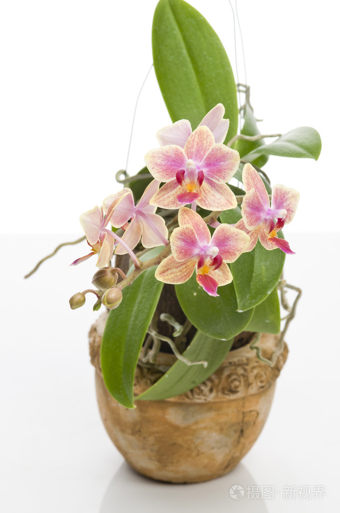 盛开的蝴蝶兰的花