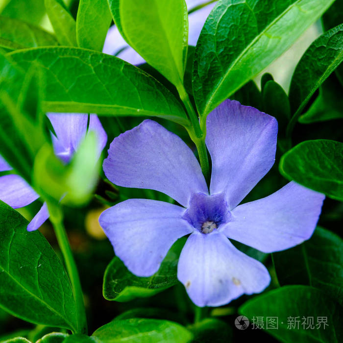 美丽绽放的蓝色花与叶子细节