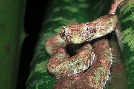 一只睫毛毒蛇 Bothriechis schlegelii 采取防御姿态。晚上在哥斯达黎加的 Tortuguero 国家公园