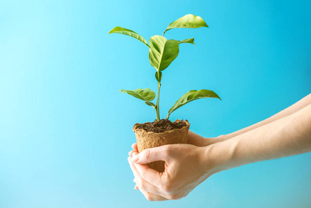 土壤中新苗图片