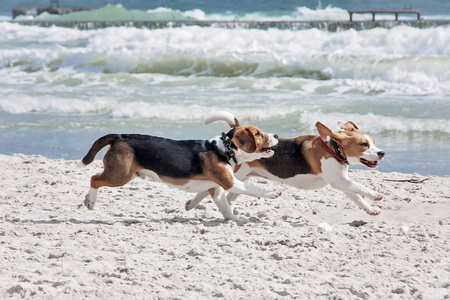 狗猎犬海