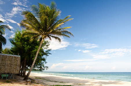 热带海滩与椰子棕榈