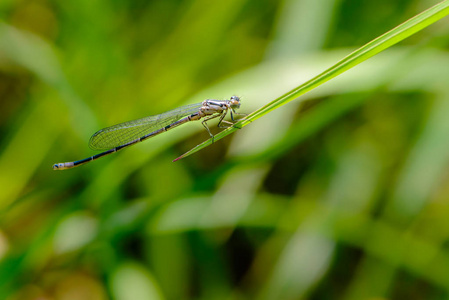 优雅的薄蜻蜓, 蓝色的翅膀坐在一片草叶上
