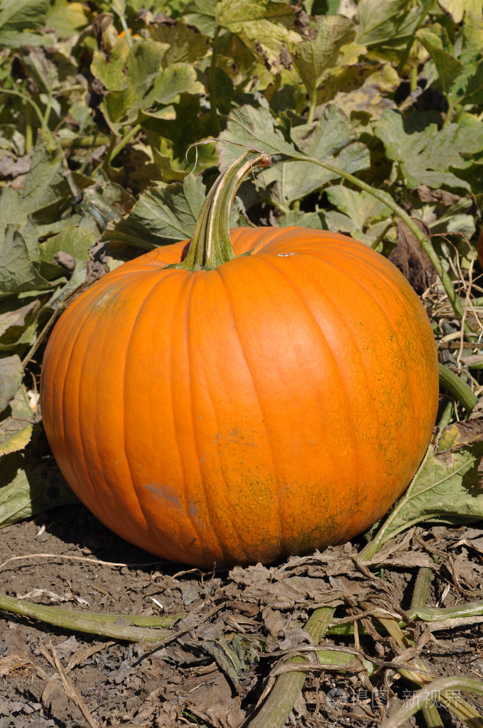 大南瓜的修补程序