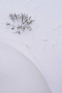 灌木丛覆盖着第一场雪