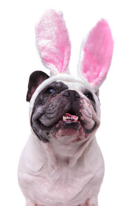 气喘吁吁的法国斗牛犬穿着复活节兔子耳朵看着