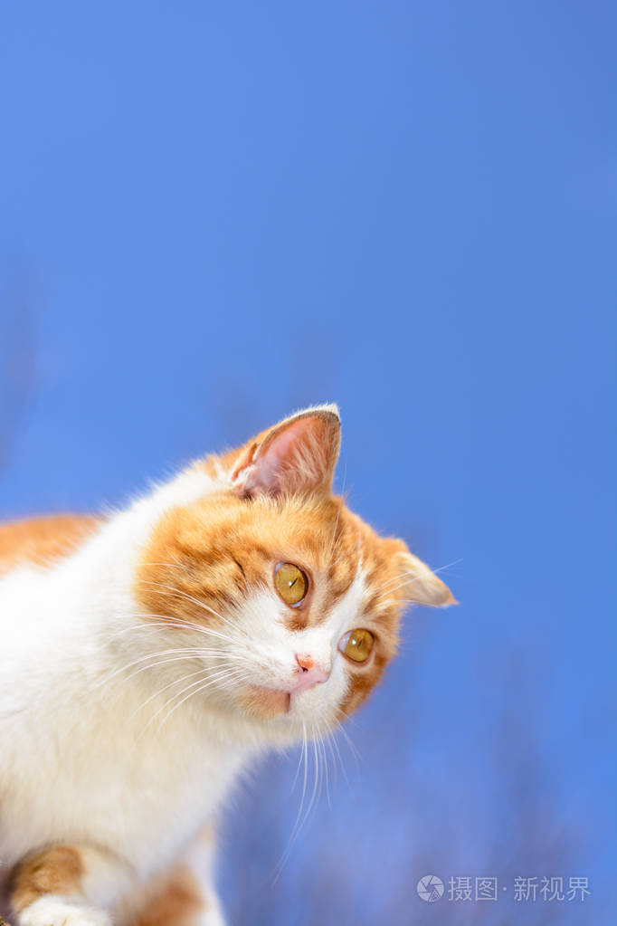 一只红猫一只黄色的眼睛闭上蓝天背景2018