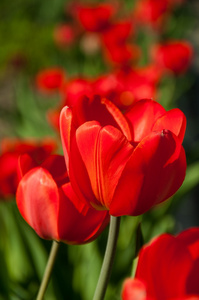 花园里红色郁金香花