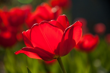 红色多彩春天花园里的郁金香