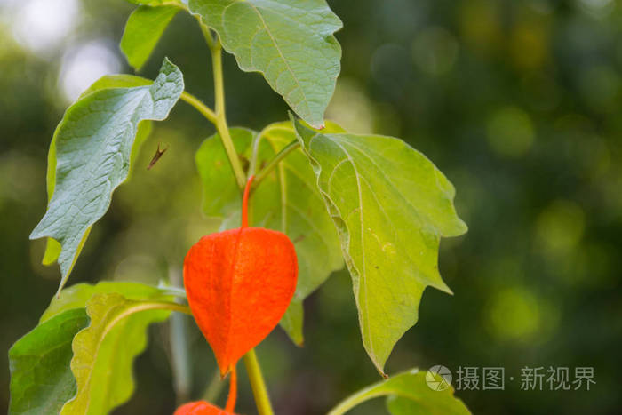 酸灯笼或中国灯笼植物