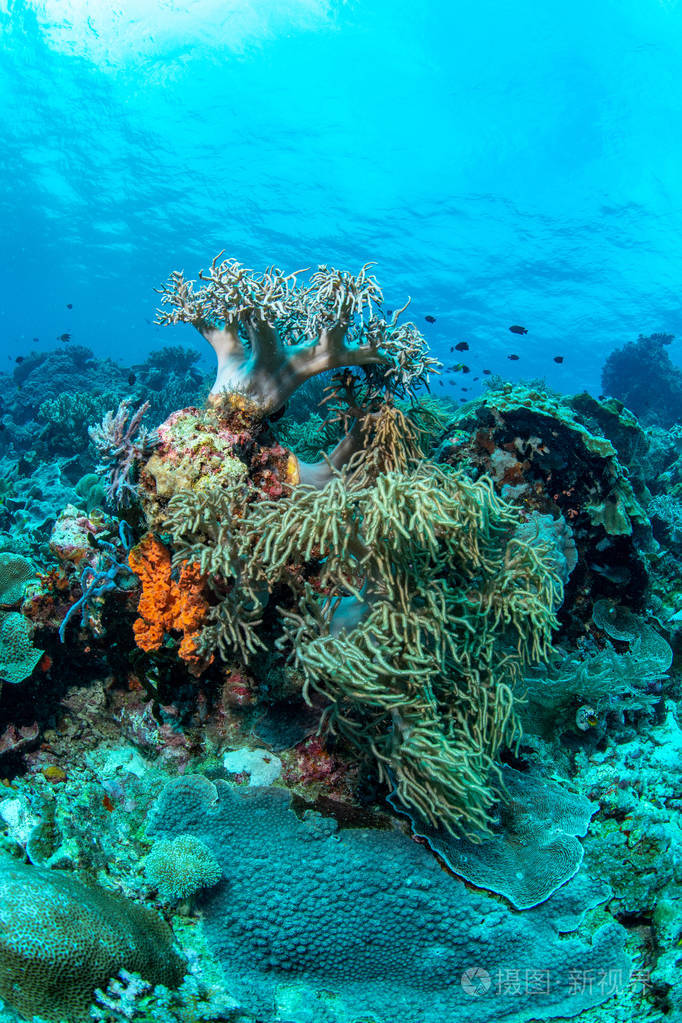 indone wakatobi 国家公园丰富的珊瑚礁和海洋生物