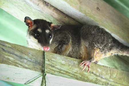 一个灰色的四眼 opposum 菲兰德负鼠 坐在一根木梁下的建筑物的屋顶.