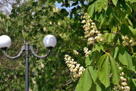 板栗树开花