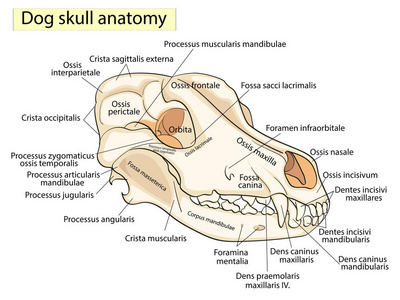 头部的骨骼结构, 解剖设计.在拉丁语照片