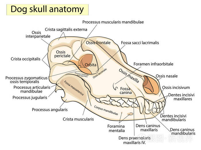 狗的头骨头部的骨骼结构解剖设计在拉丁语