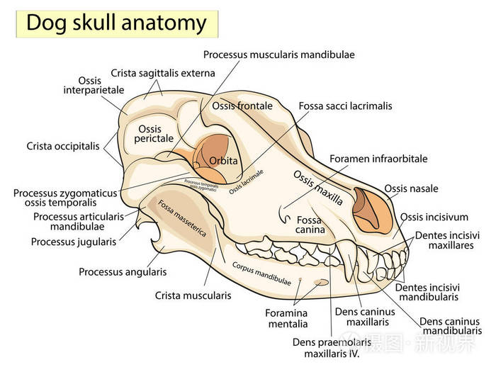 狗头骨骼结构图图片